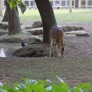 Burmese Brow-Antlered Deer