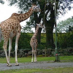 Rothschild's giraffe, July 2017