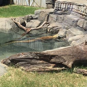 Lost Kingdom - Komodo dragon