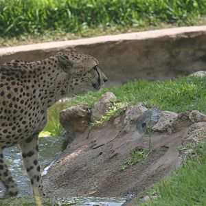 Splashing South African Cheetah