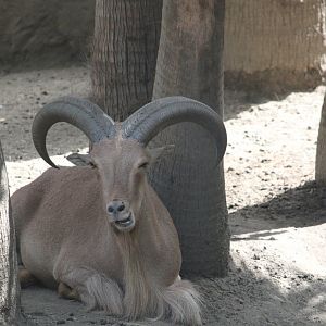 Barbary sheep