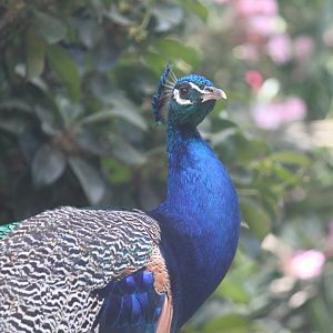 Indian peafowl