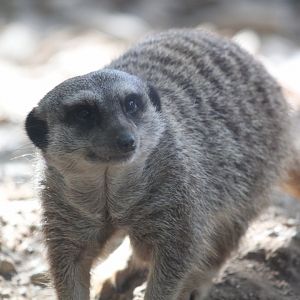 Meerkat