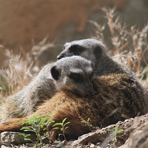 Meerkats