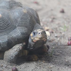 Red footed tortoise