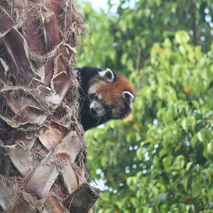 Red panda