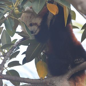 Red panda