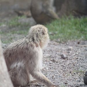 Barbary macaque
