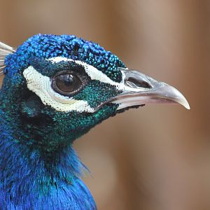 Even more Indian peafowl