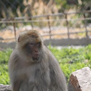 Barbary Macaque