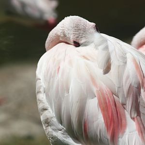 Lesser flamingo