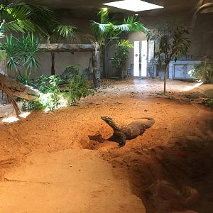 Lost Kingdom -Komodo dragon indoor exhibit