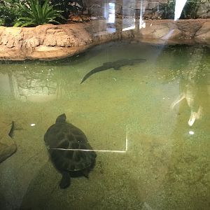 Lost Kingdom - Chinese alligator and Malaysian giant turtle