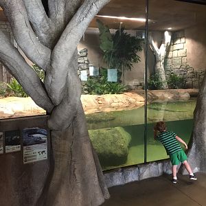 Lost Kingdom - Chinese alligator, Malaysian giant turtle and Souther river terrapin exhibit