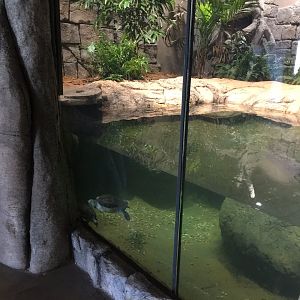 Lost Kingdom - Chinese alligator, Malaysian giant turtle and Souther river terrapin exhibit