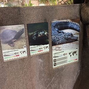Lost Kingdom - Chinese alligator, Malaysian giant turtle and Souther river terrapin exhibit