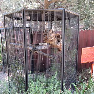 Western Screech Owl Exhibit