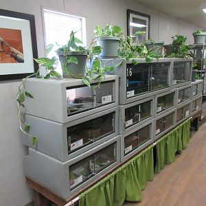 Reptile House (50% of it)