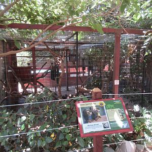 Common Squirrel Monkey Exhibit