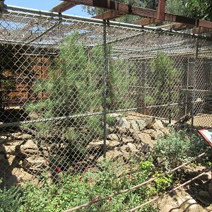 Red Fox/Arctic Fox Exhibit (they rotate)