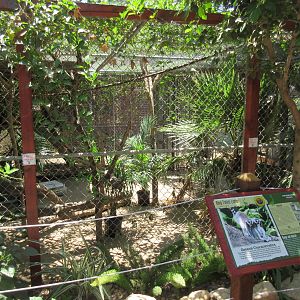 Ring-Tailed Lemur Exhibit