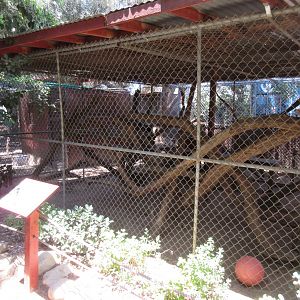 North American Porcupine Exhibit
