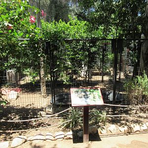 American Alligator Exhibit