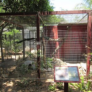 Lowland Paca Exhibit