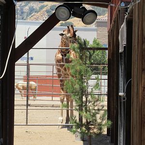 Giraffe (on the adjacent farm!)