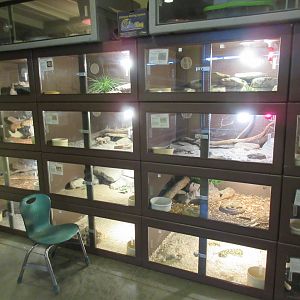 Assorted Terrariums - sorry for glare