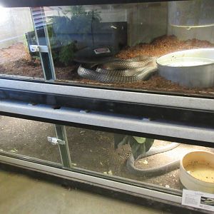 Black Mamba + King Cobra Exhibits
