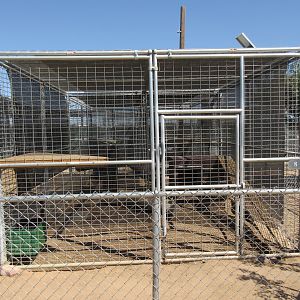 Serval Exhibit (the zoo has 6 Servals in various cages)