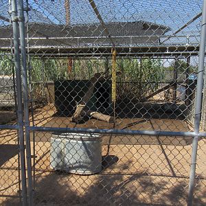 Tiger Exhibit (the zoo has approx. 9 tigers)