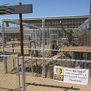 Tiger Exhibit (the zoo has approx. 9 tigers)