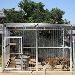 Tiger Exhibit (the zoo has approx. 9 tigers)