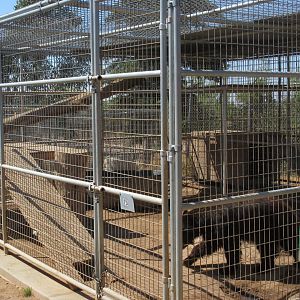 American Black Bear Exhibit