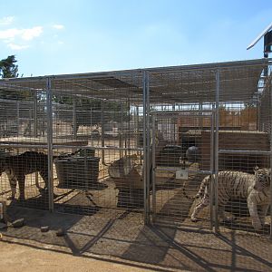 Tiger Exhibit (the zoo has approx. 9 tigers)