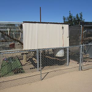 Brown (Tufted) Capuchin Exhibits