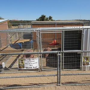 Ring-Tailed Lemur Exhibit