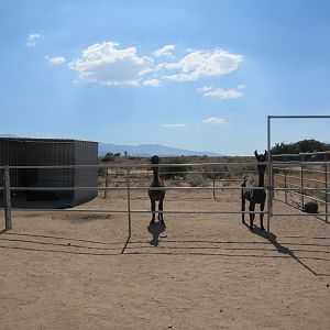Llama/Alpaca Exhibit