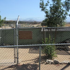 New Guinea Singing Dog Exhibit