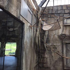 Lost kingdom - indoor siamang exhibit