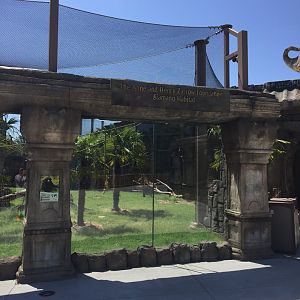 Lost Kingdom - siamang outdoor exhibit