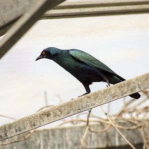 Greater blue-eared glossy starling, Lamprotornis chalybaeus