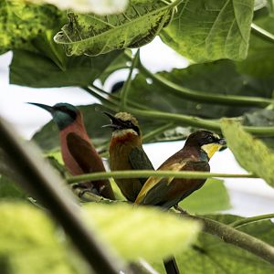 The Bee Gees: Northern carmine bee-eater, White-fronted bee-eater and European bee-eater