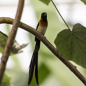 Sahel paradise-whydah, Vidua orientalis (male in breeding plumage)