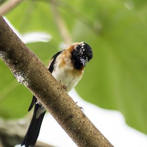 Sahel paradise-whydah, Vidua orientalis (male in non-breeding plumage)
