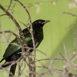 Meves' long-tailed glossy starling, Lamprotornis mevesii