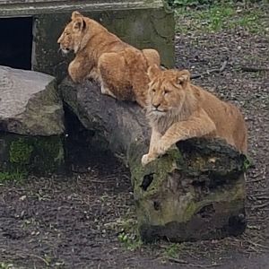 Lions