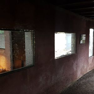 Indoor-enclosure Agouti